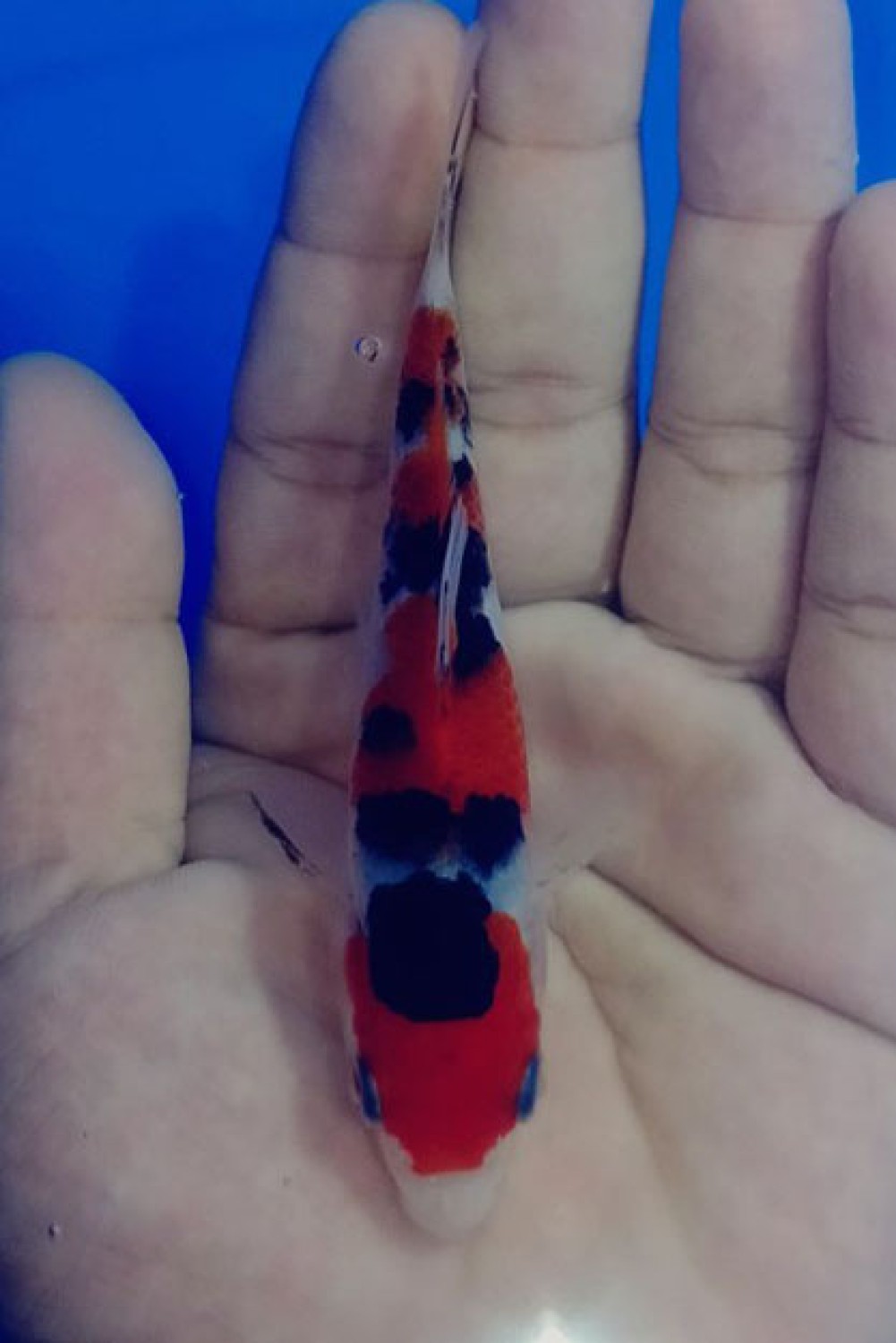 Juara 5