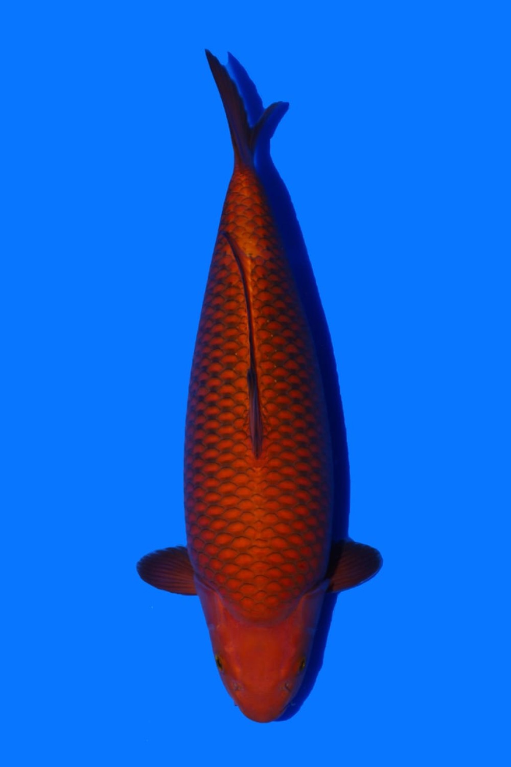 Juara 2