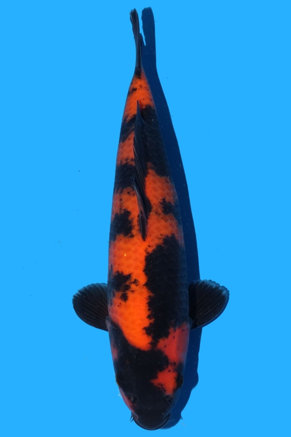 Juara 4