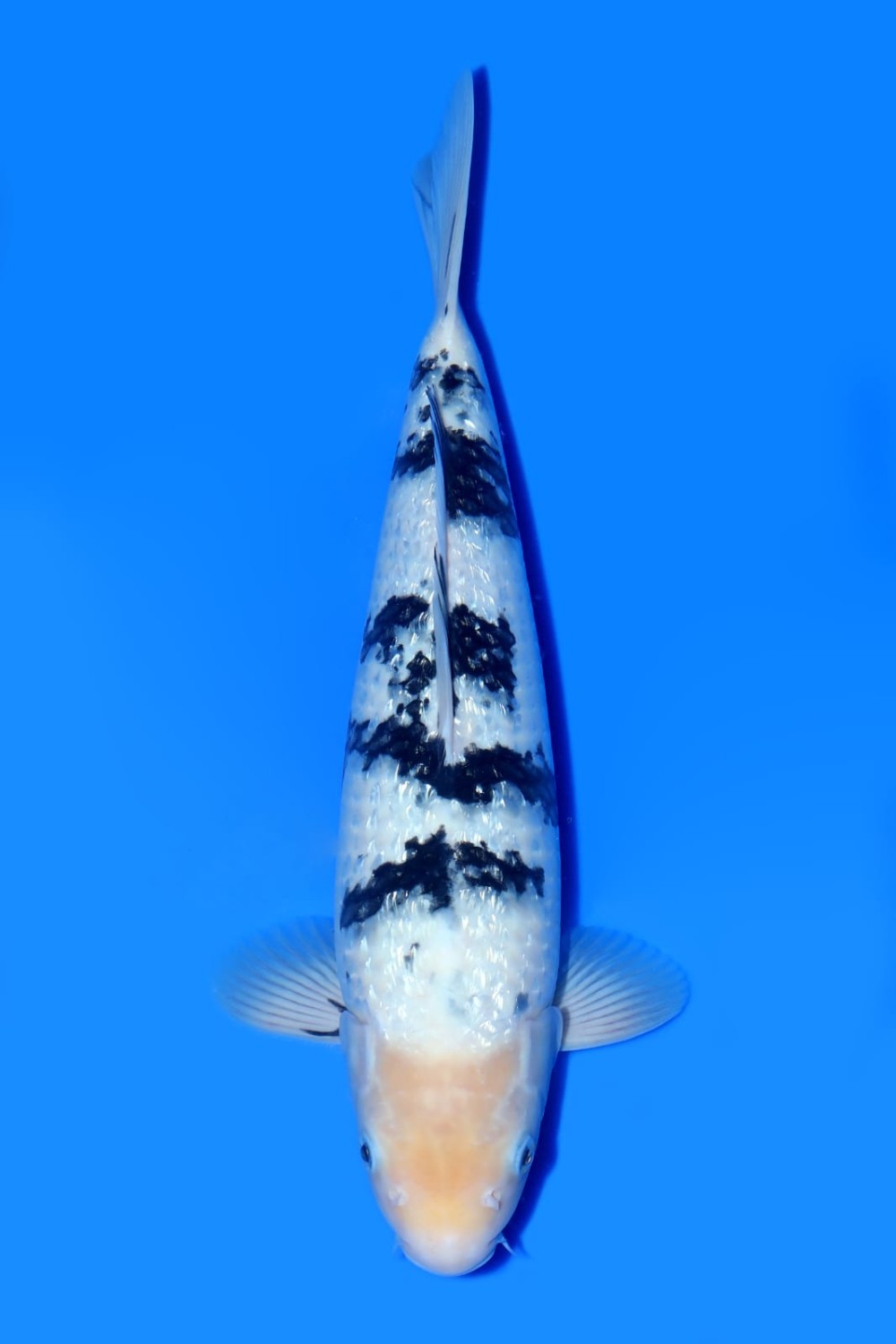 Juara 4