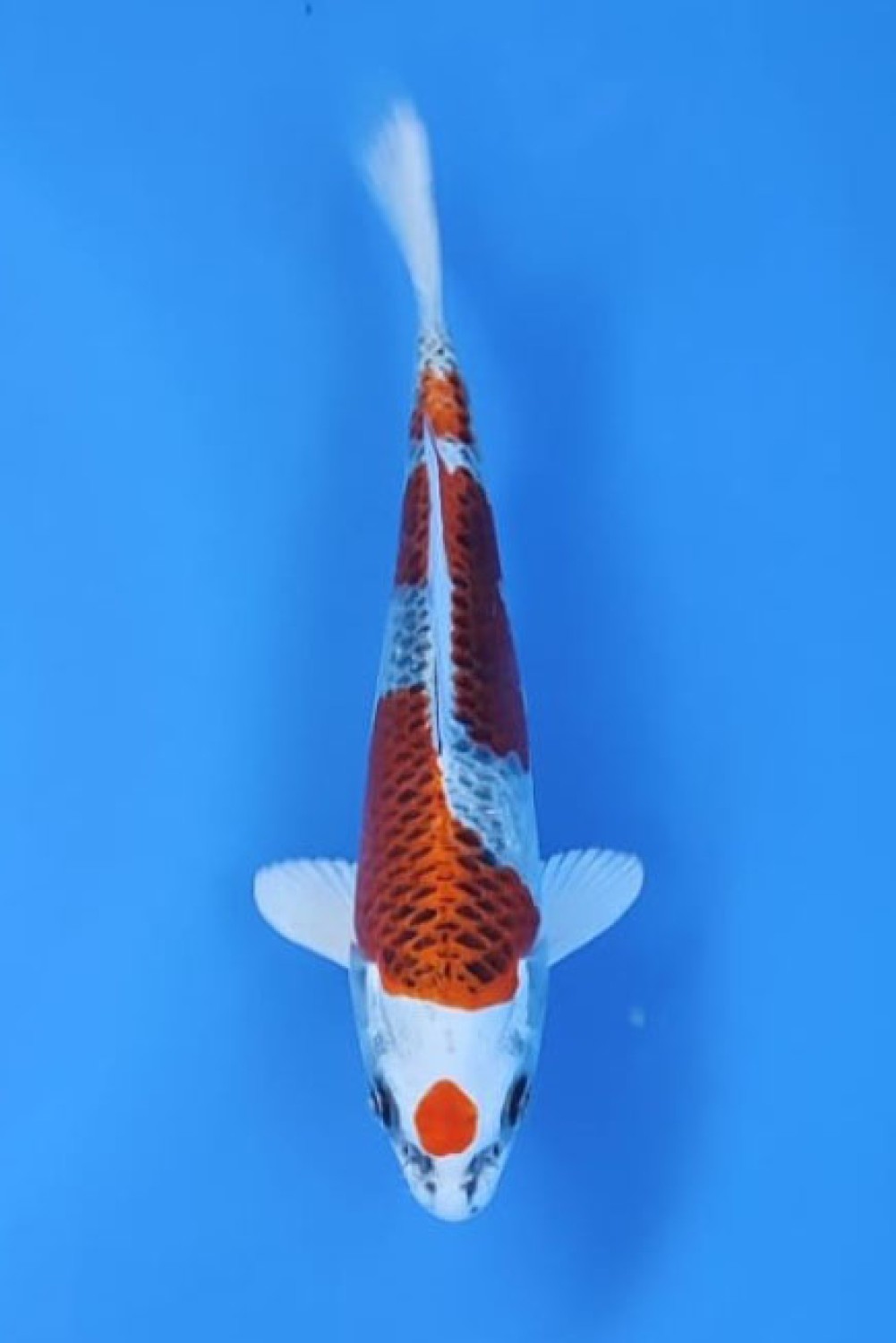 Juara 1