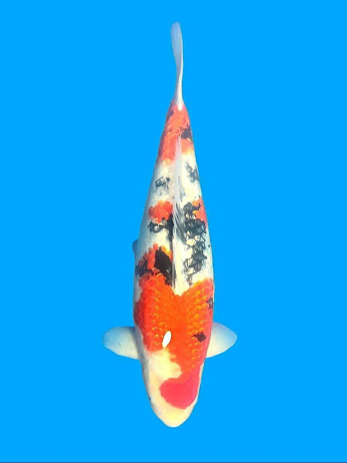 Best In Size B 61 - 65 cm