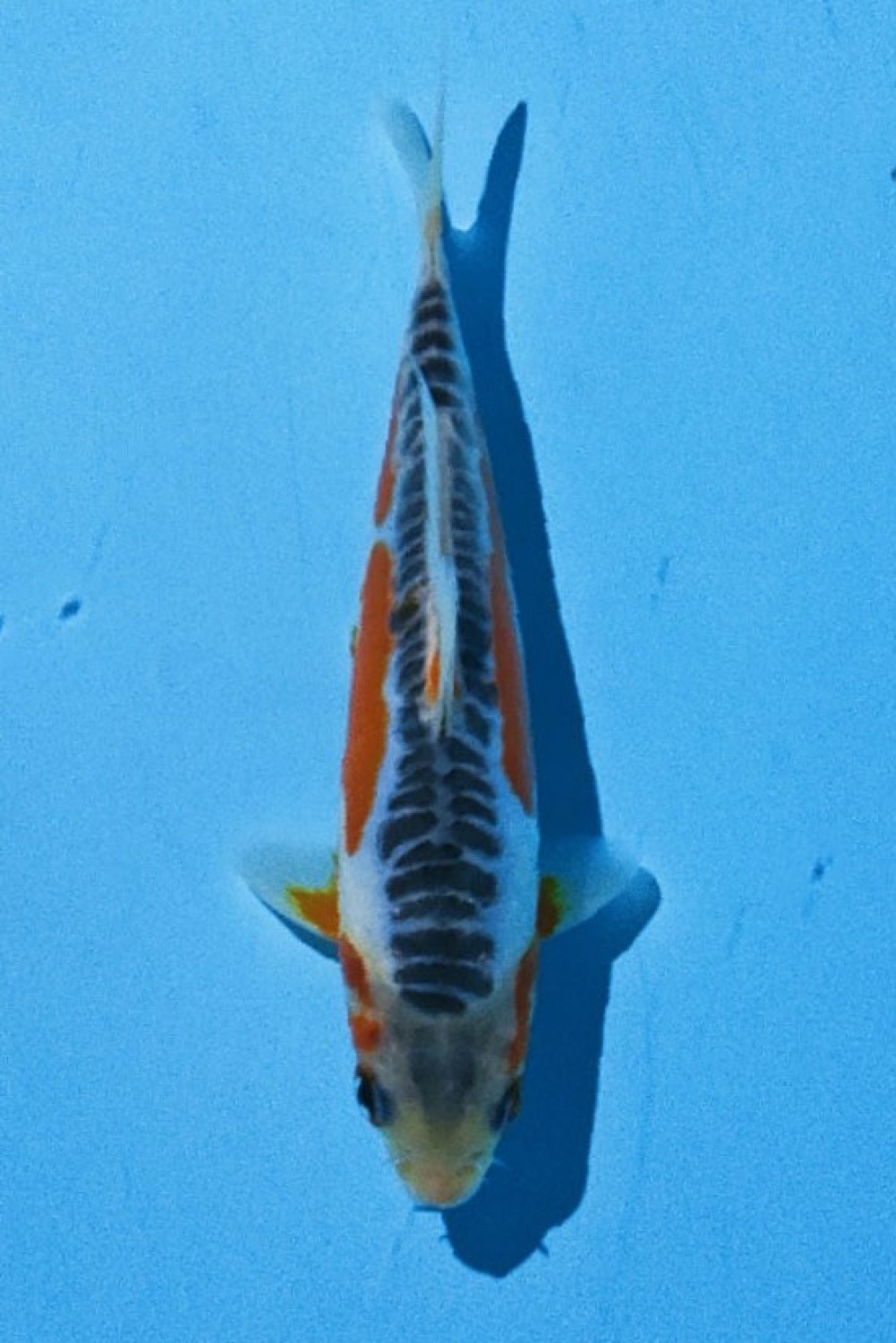 Juara 1