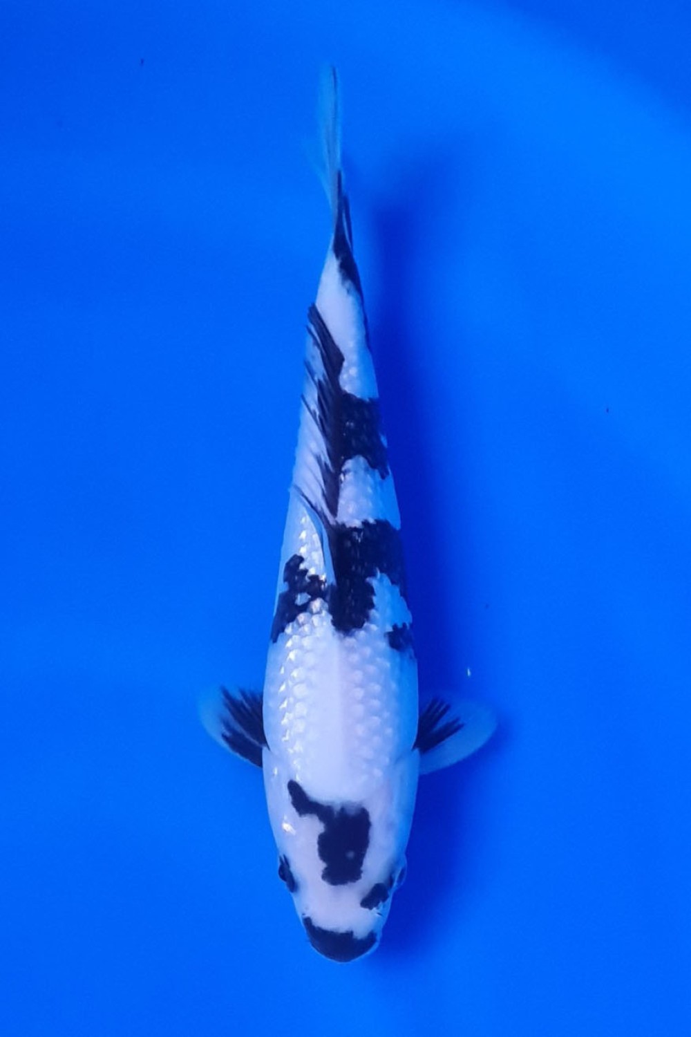 Juara 1