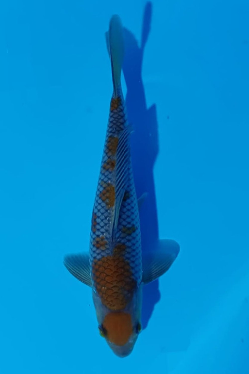 Juara 1