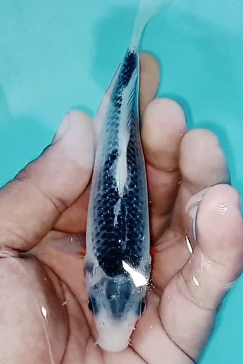 Juara 1