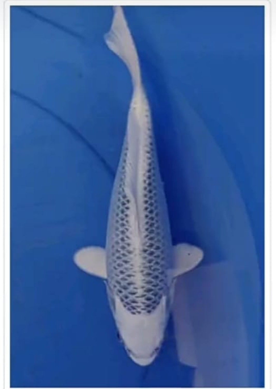 Best In Size E 21 - 25 cm