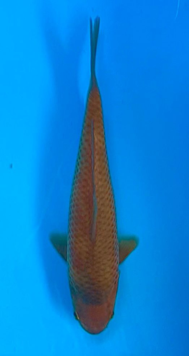 Juara 5