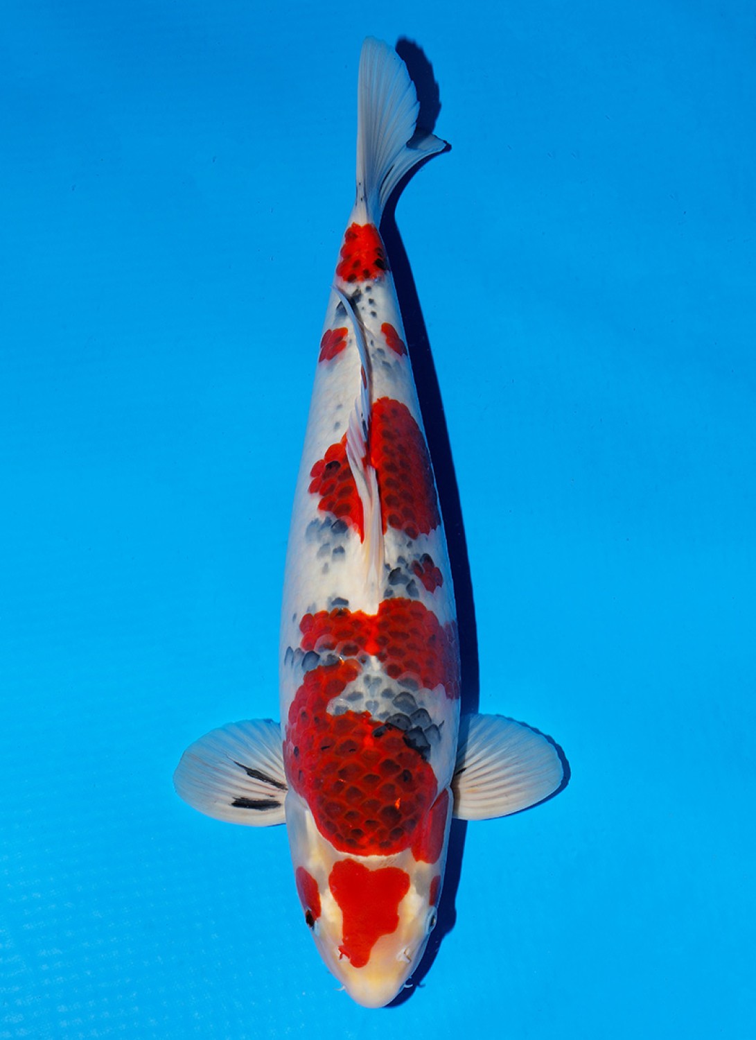 Juara 5