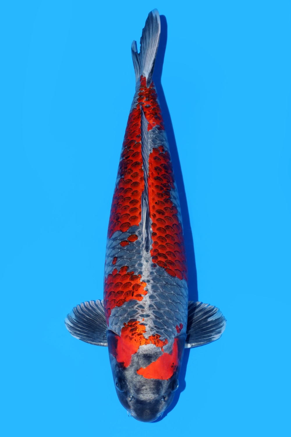 Juara 1
