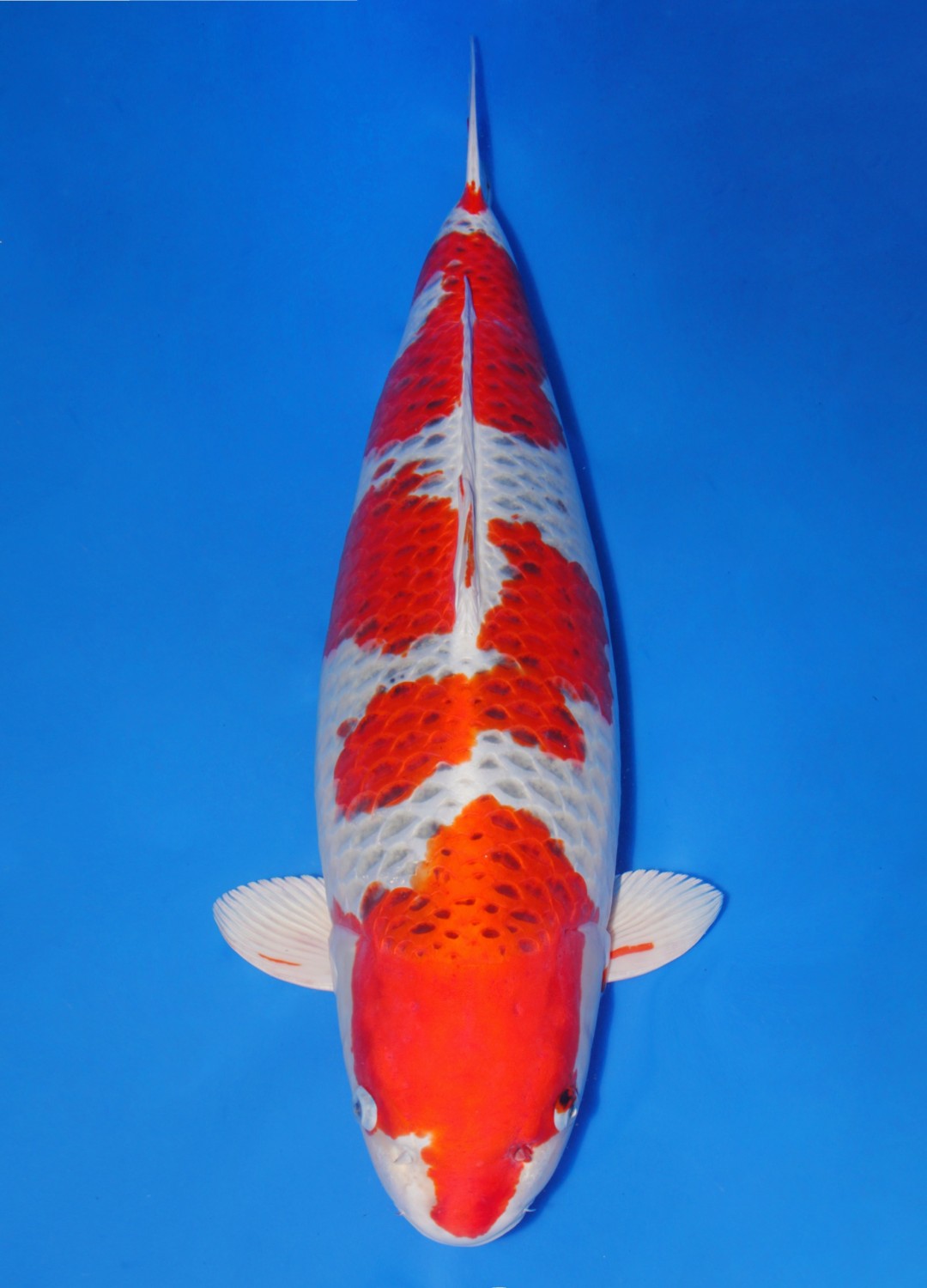 Juara 2
