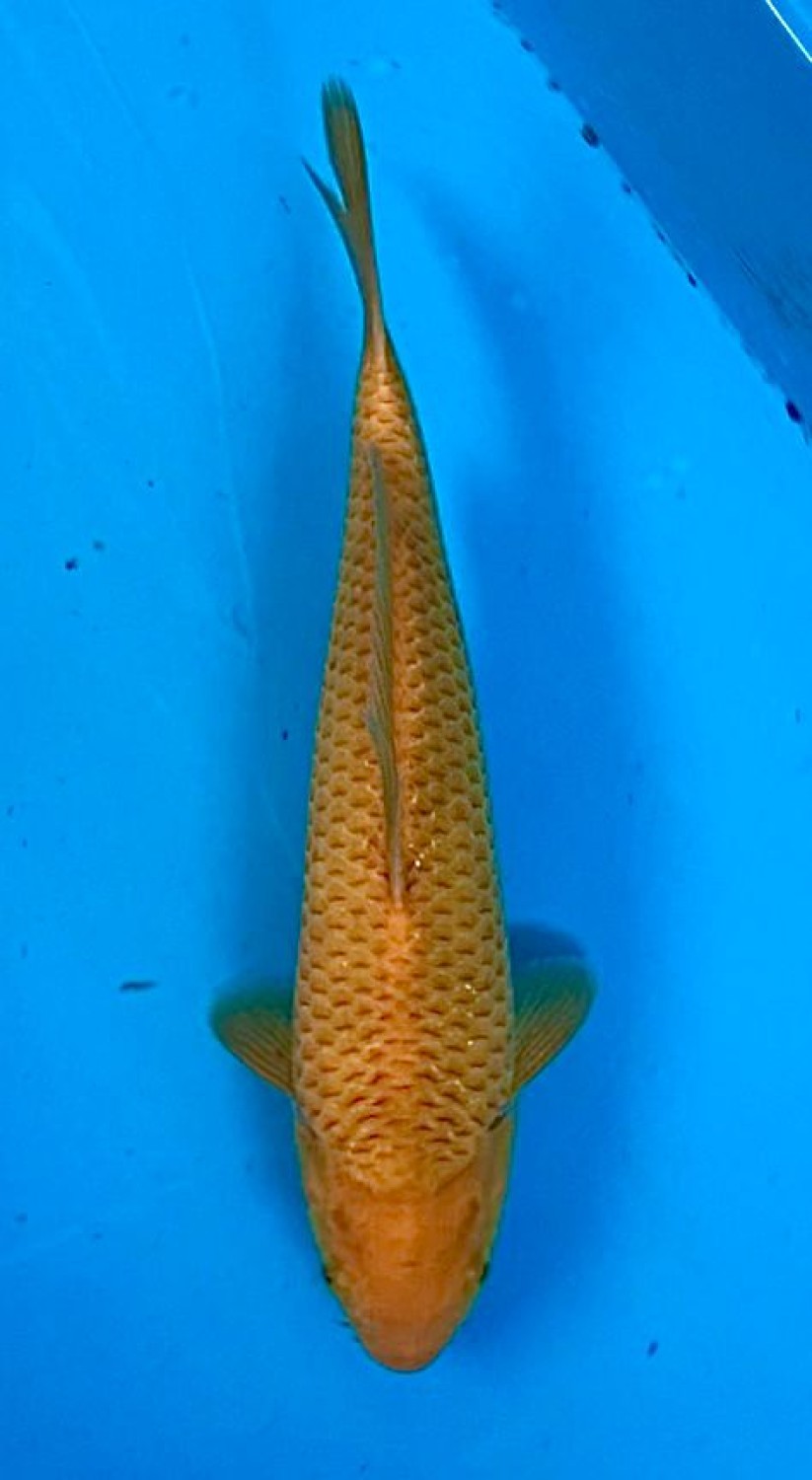 Juara 3