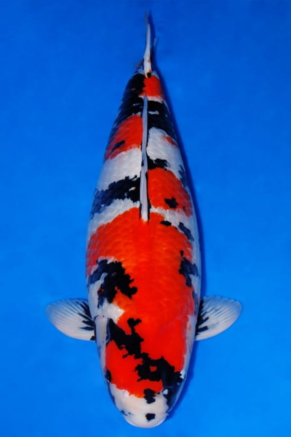 Best In Size B 76 - 80 cm