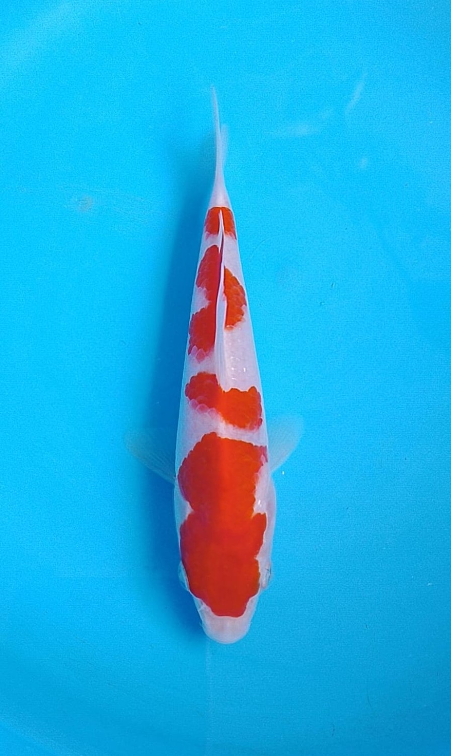 Juara 5