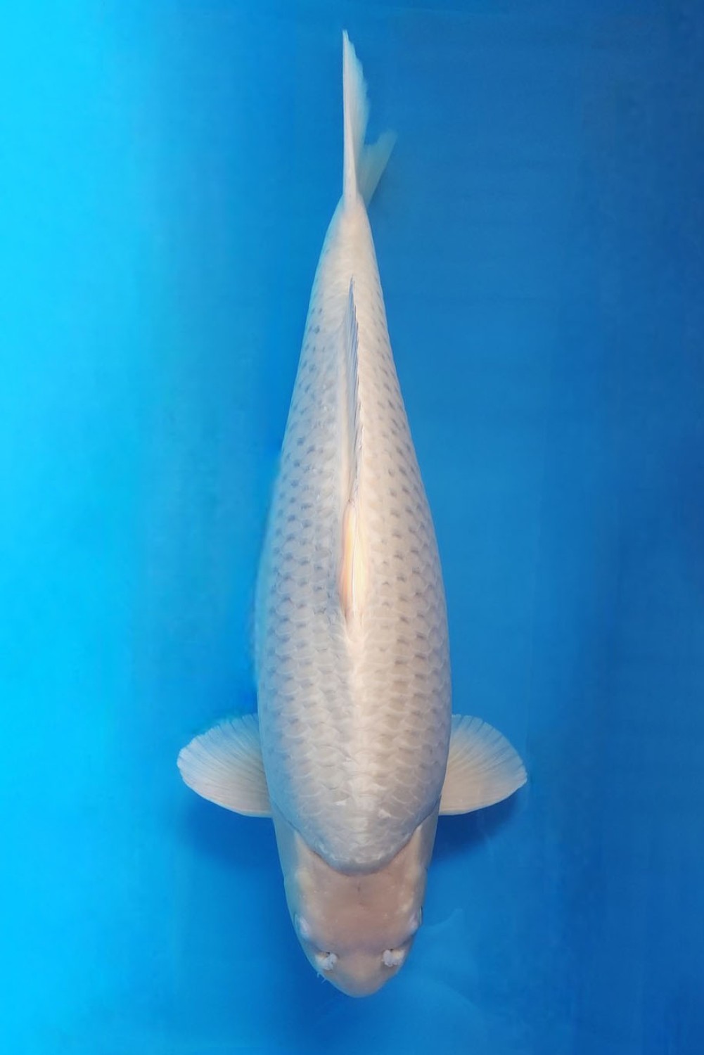 Juara 1