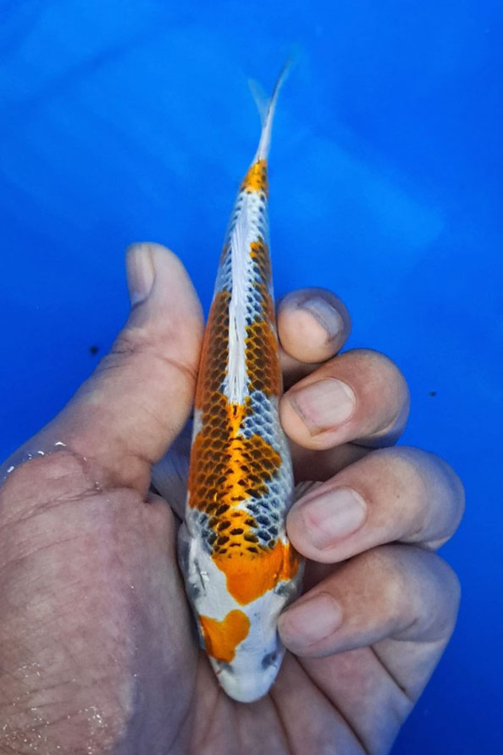 Juara 1