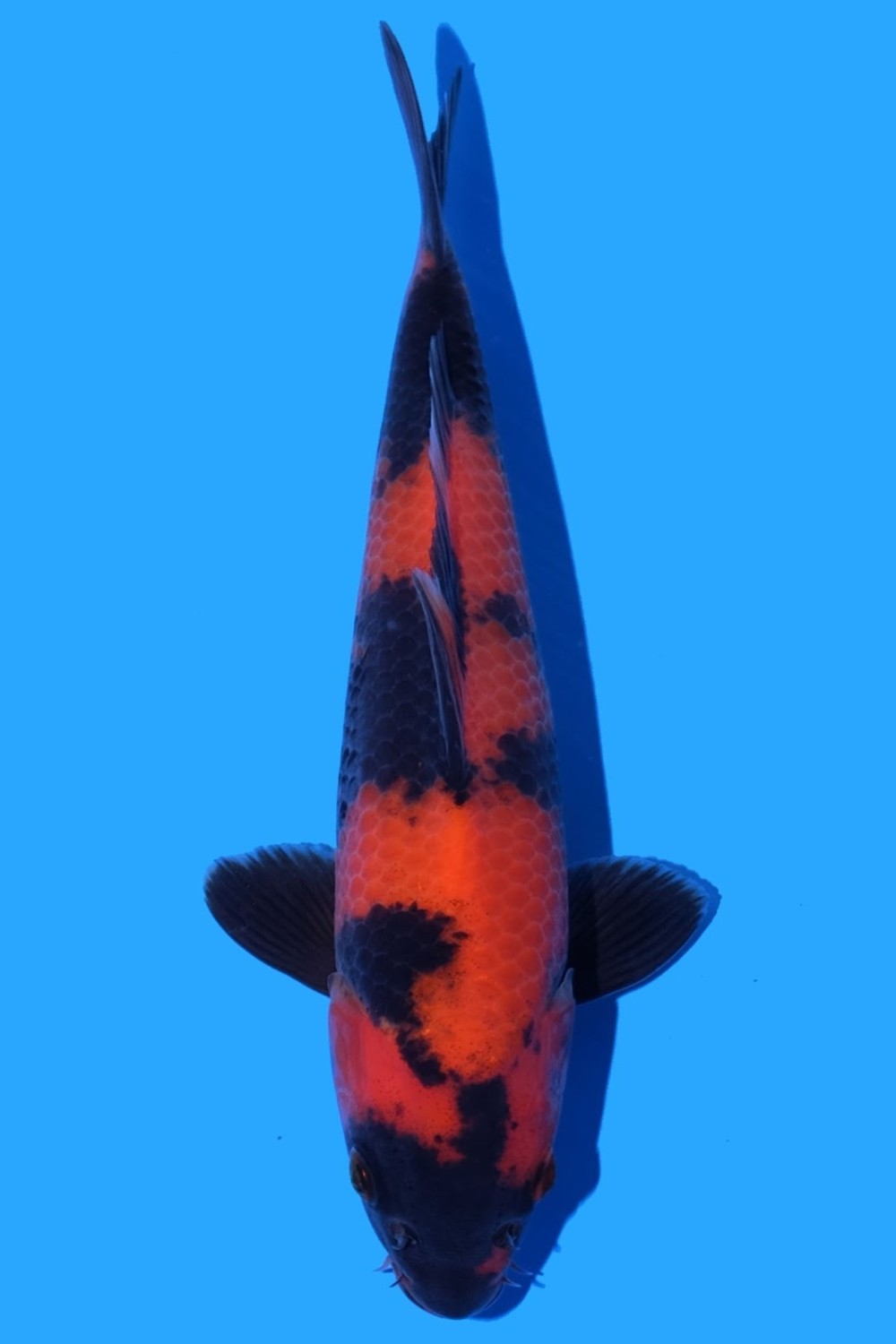 Juara 1