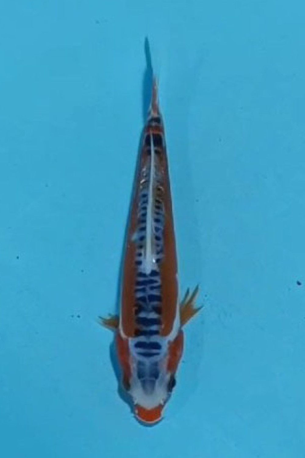 Juara 4