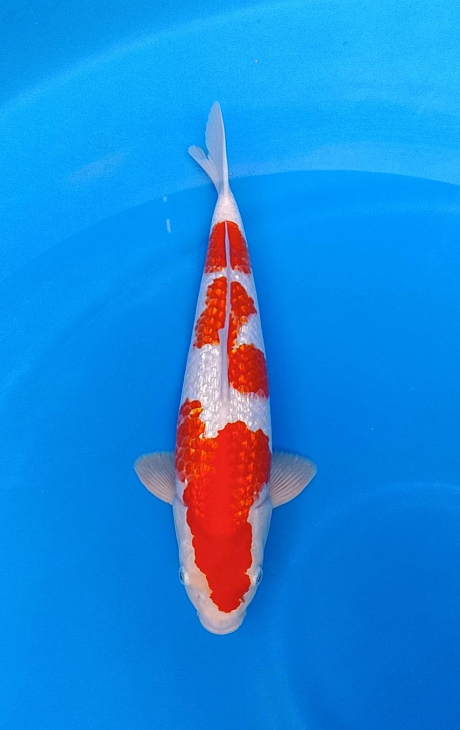 Juara 5