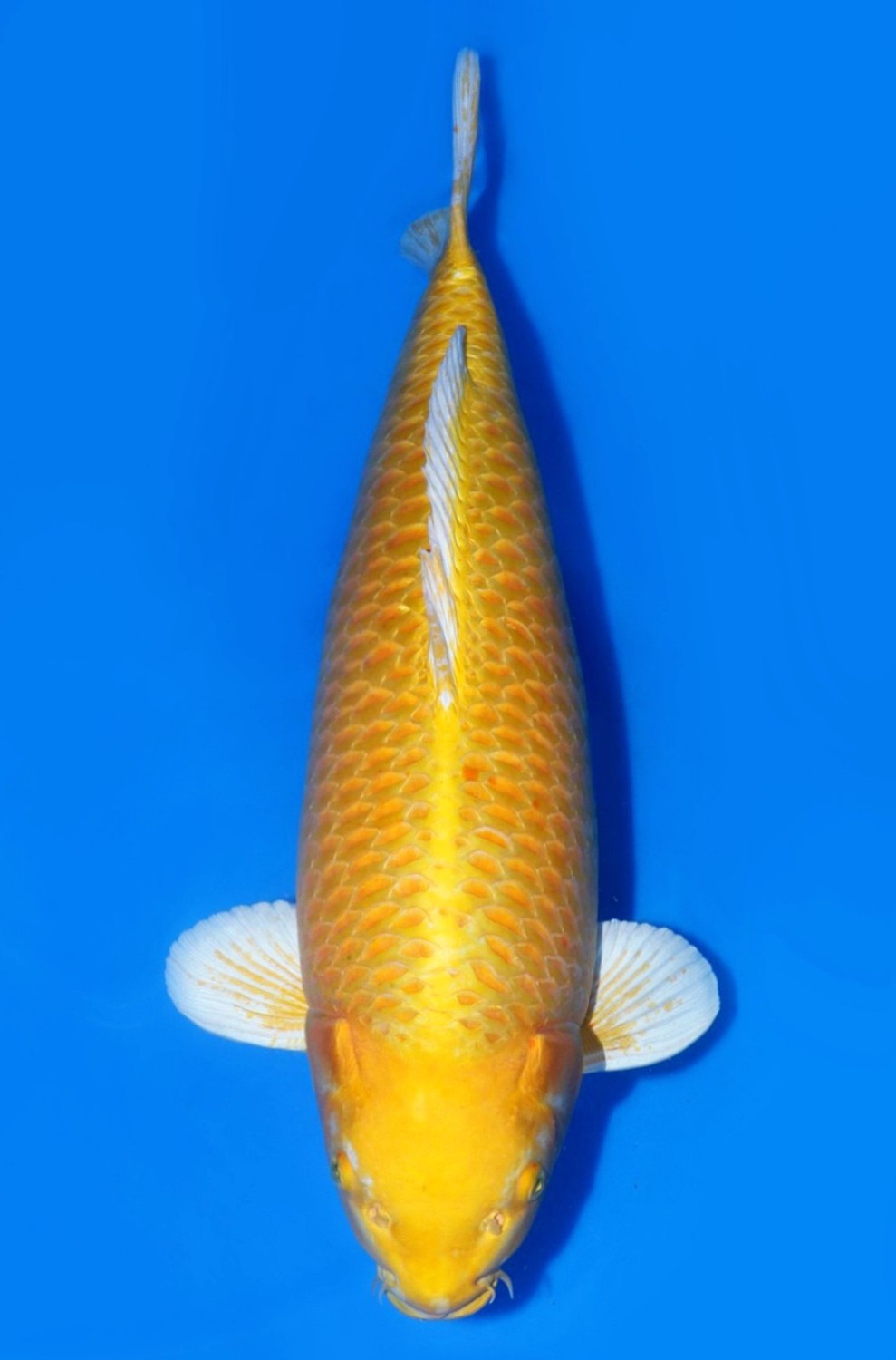 Juara 1