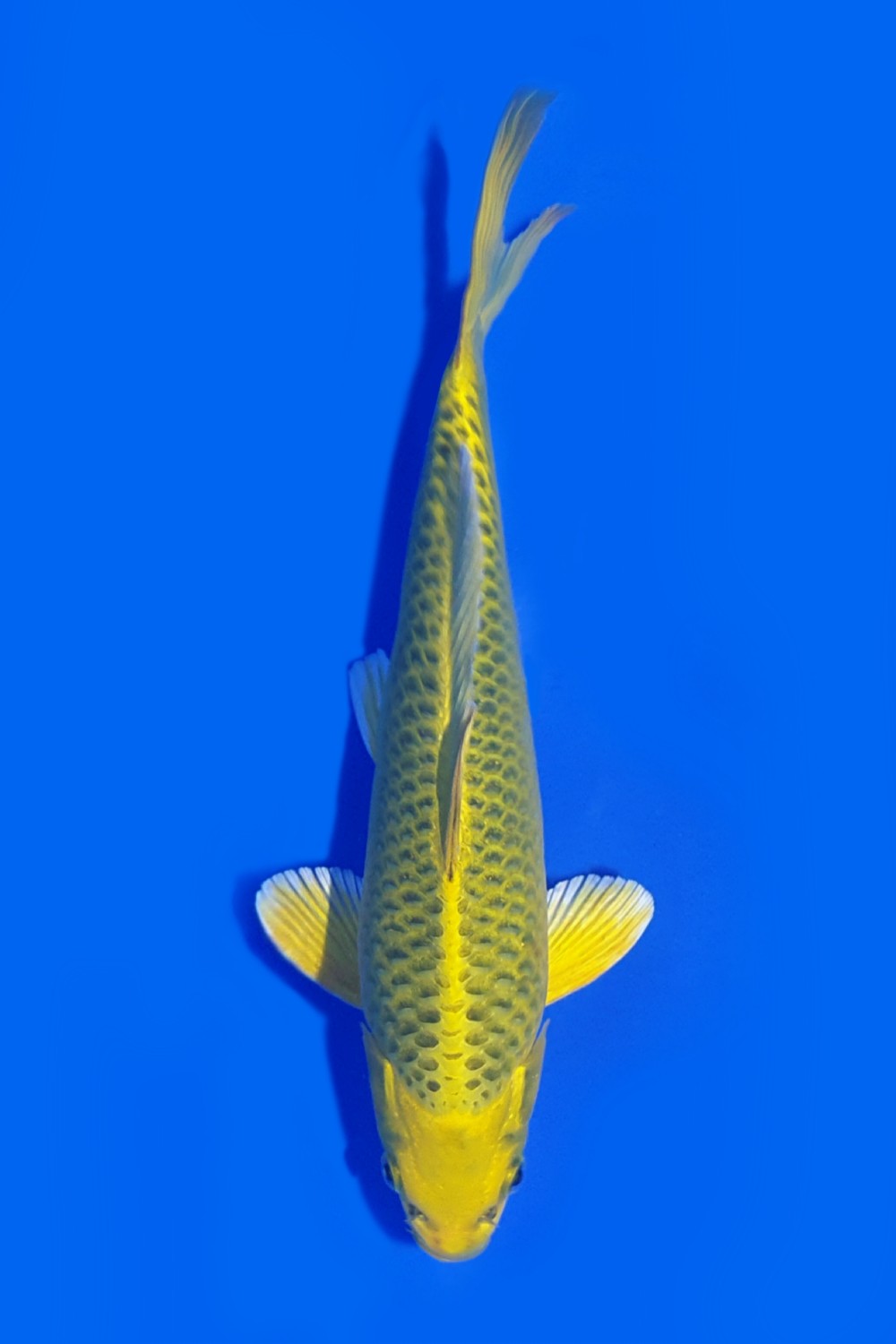 Juara 5