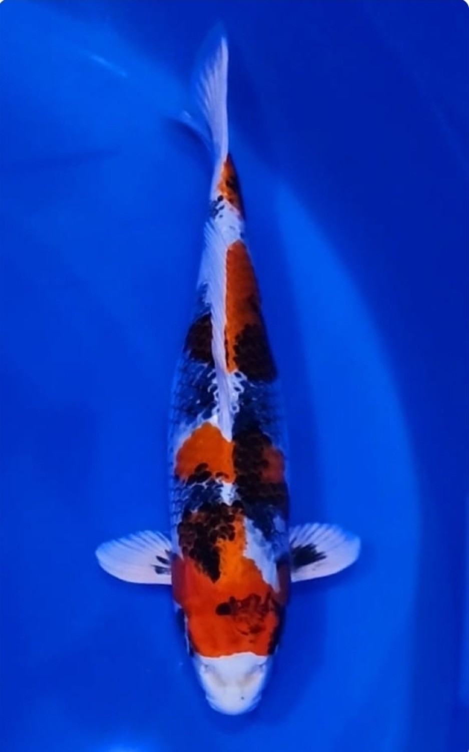 Juara 2