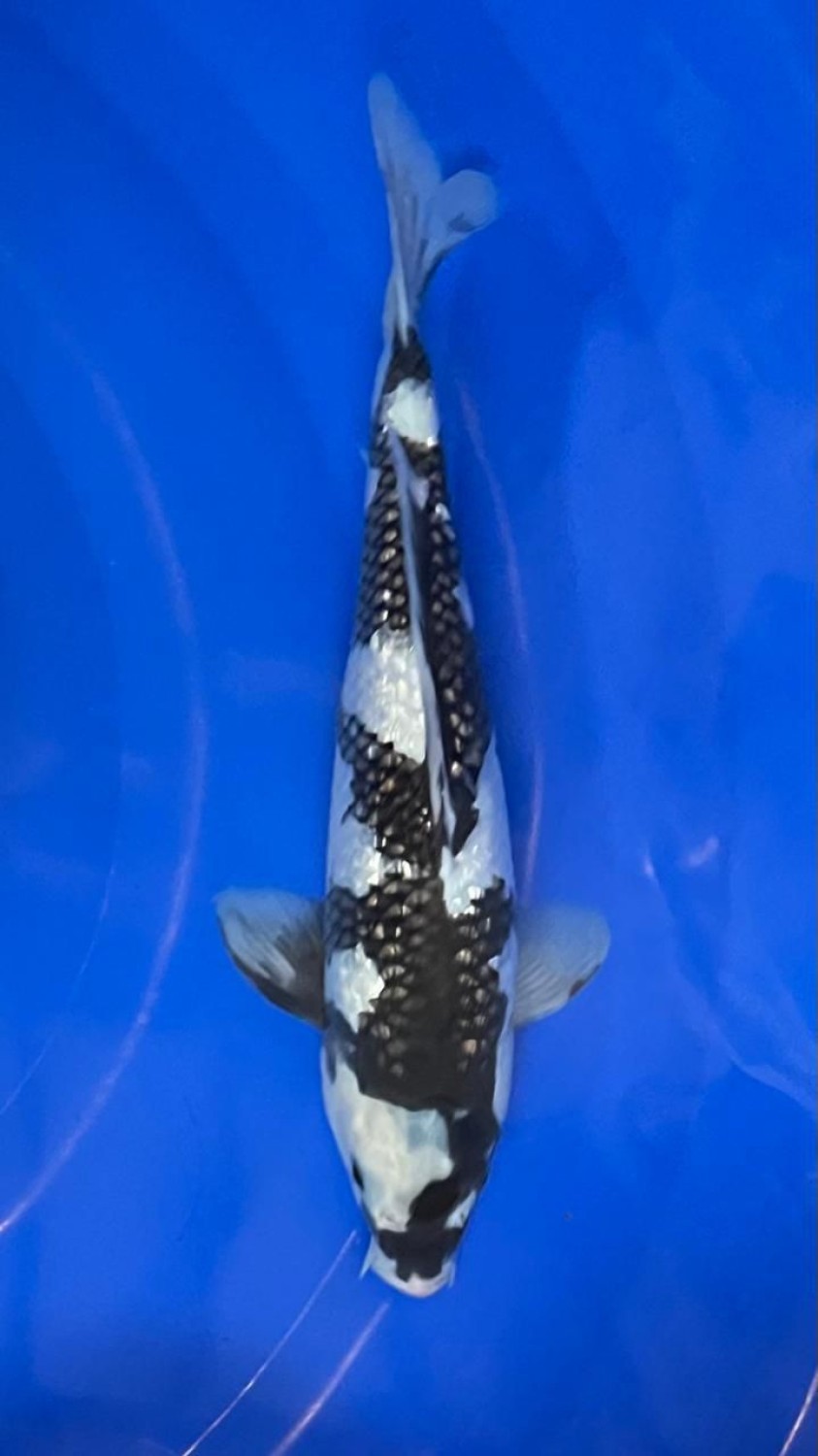 Juara 5