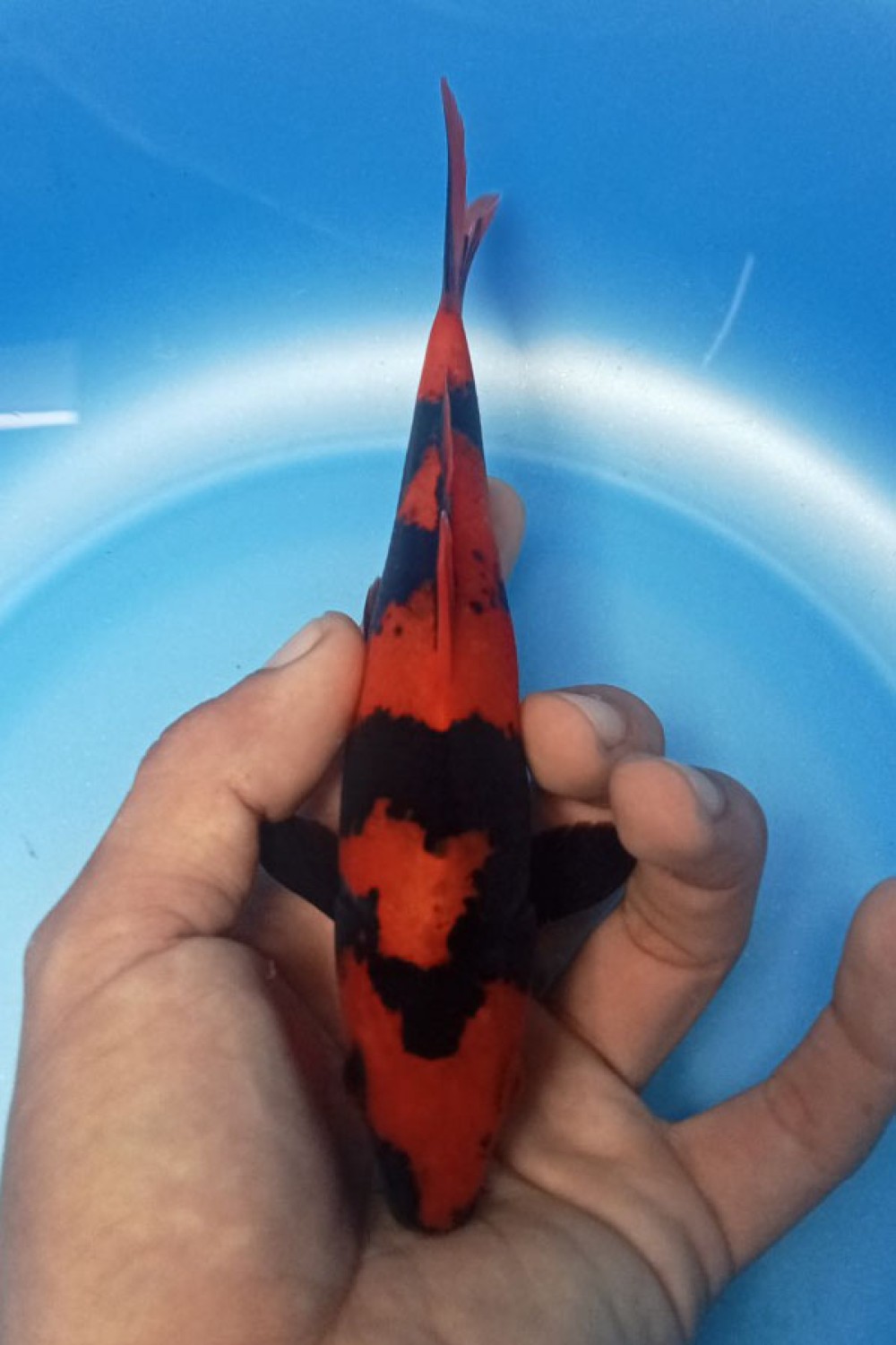 Best In Size D 13 - 15 cm