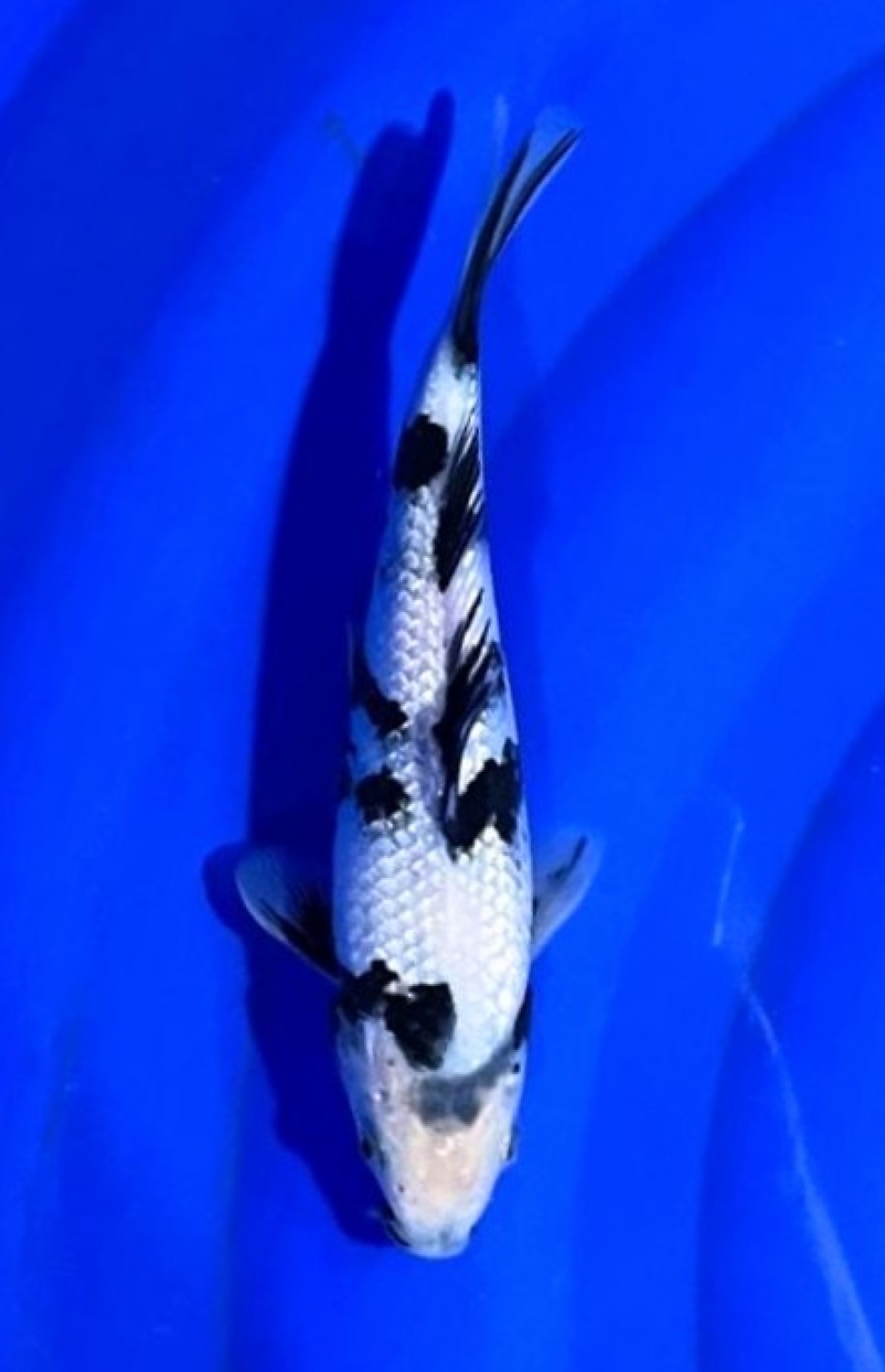 Juara 5