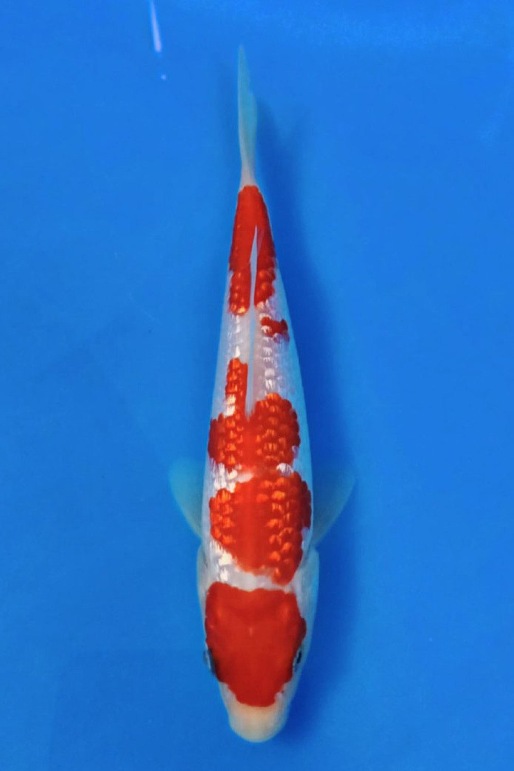 Juara 2