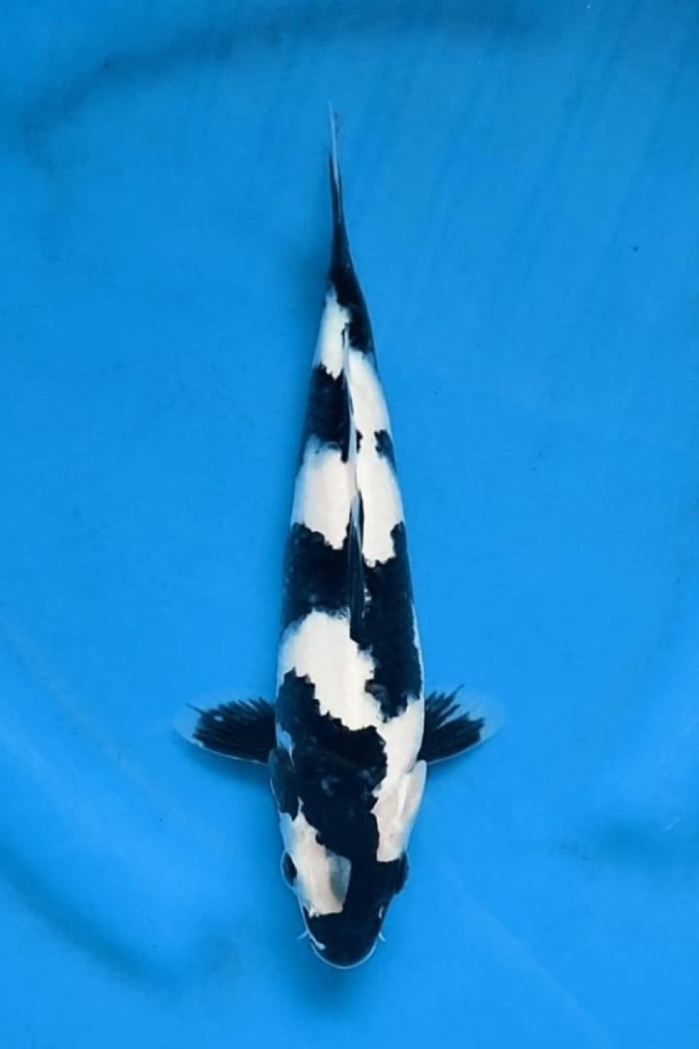 Juara 1