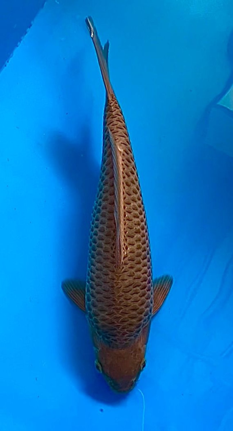 Juara 2