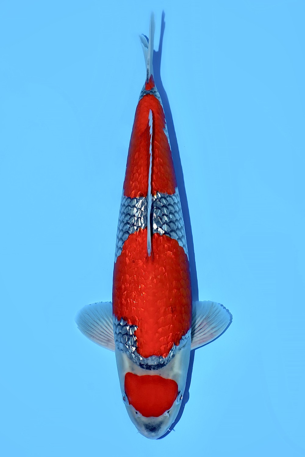 Juara 2