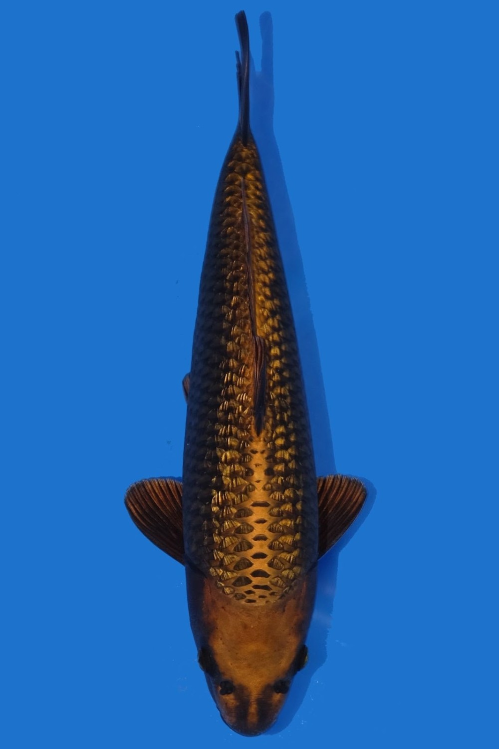 Juara 3