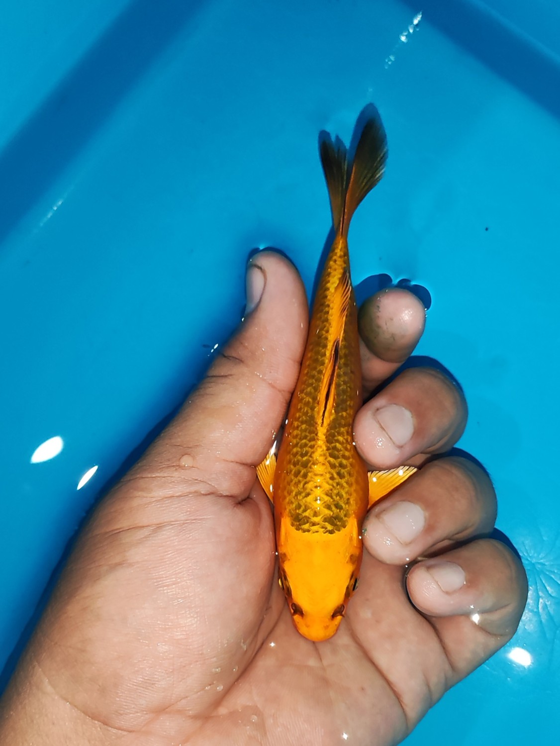 Juara 1