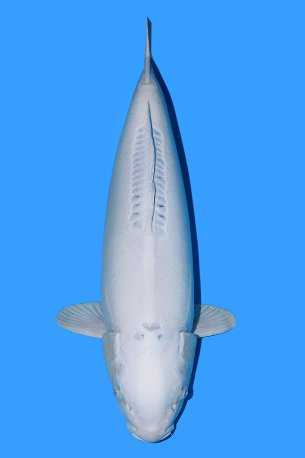 Juara 2