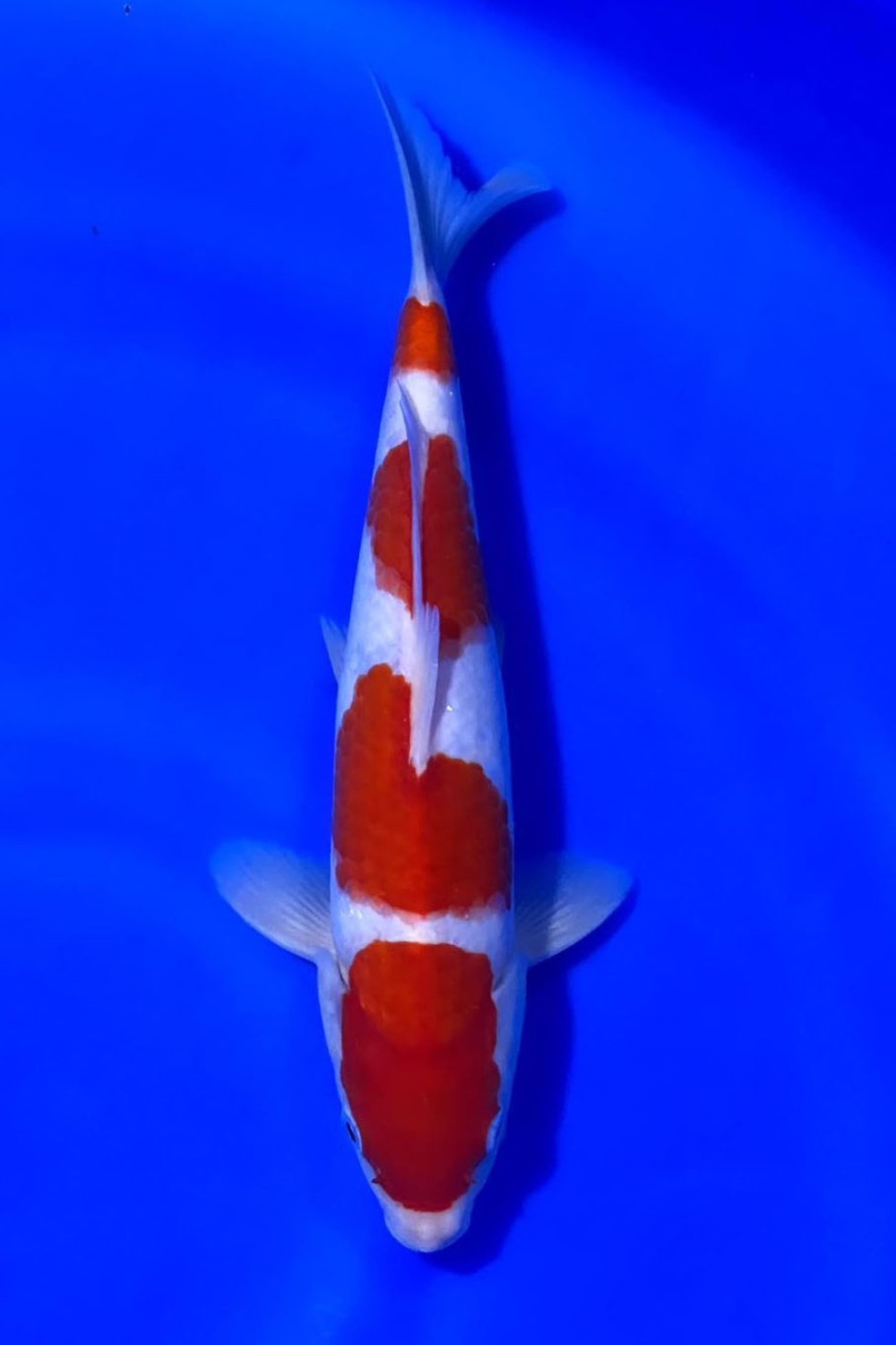 Juara 3