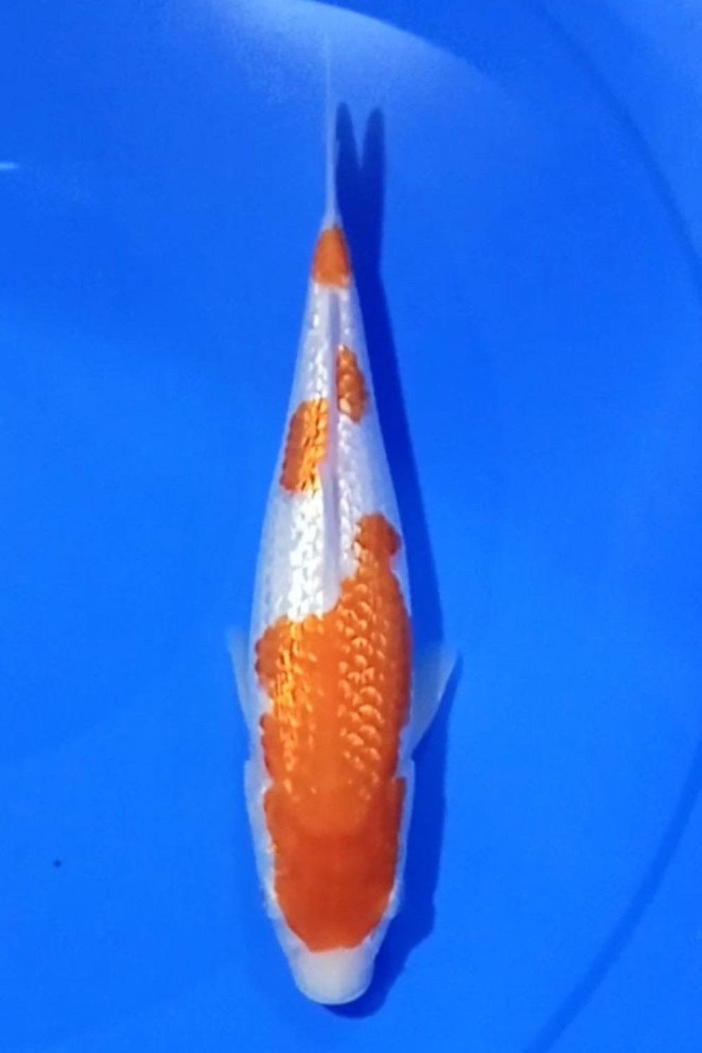 Juara 4