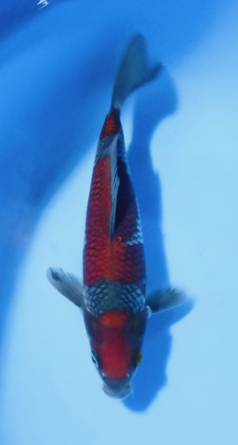 Juara 2