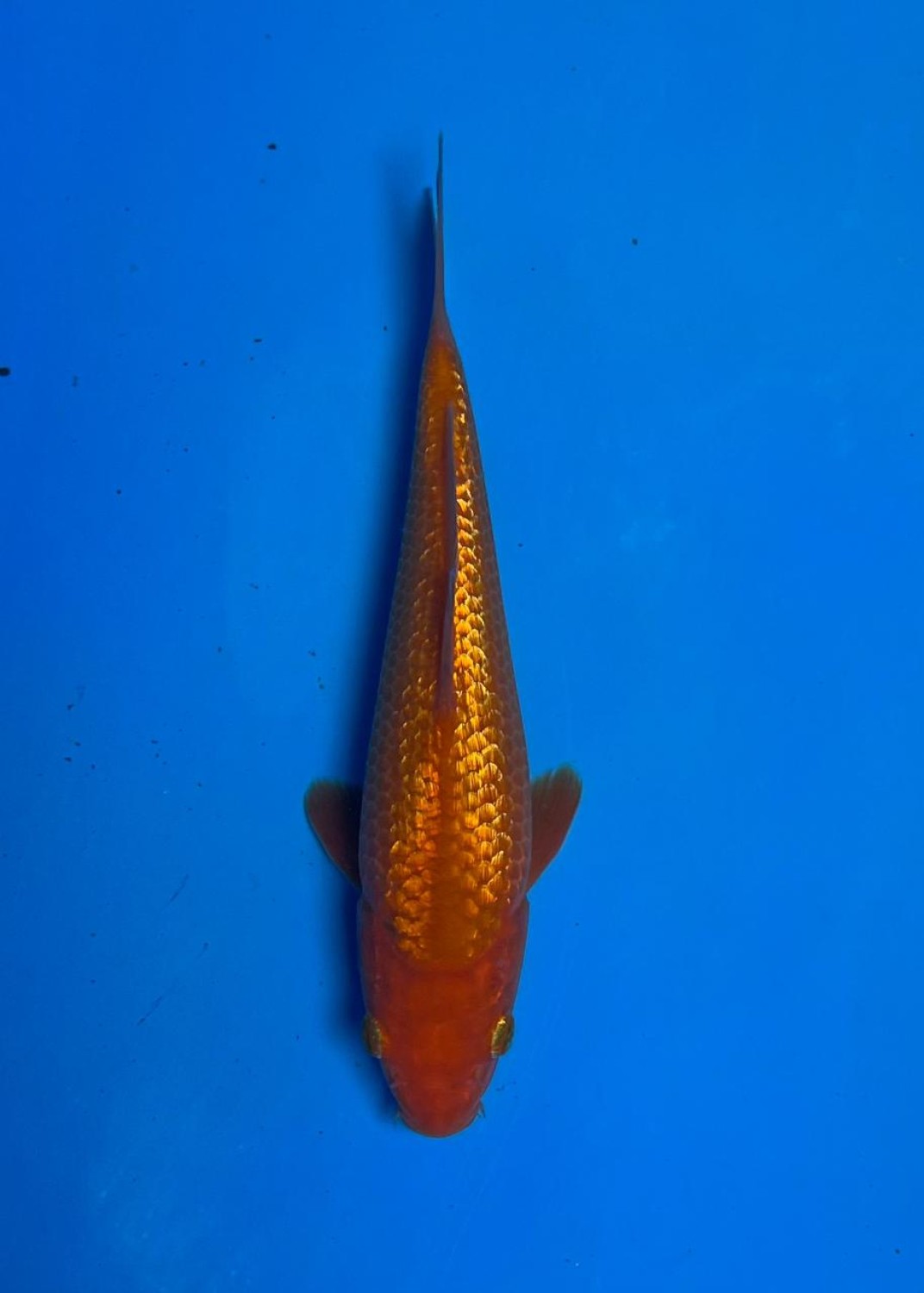 Best In Size E Up To 12 cm