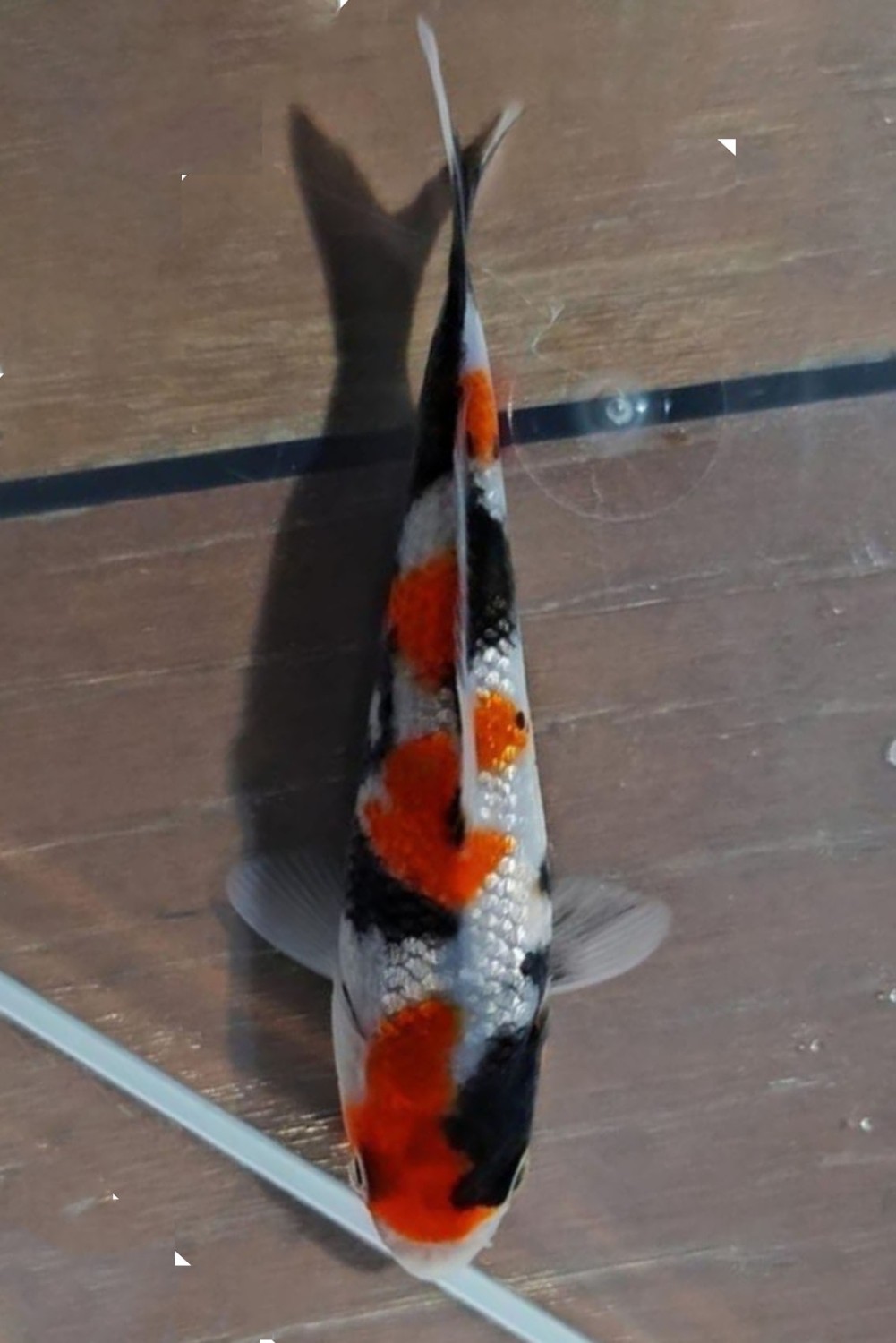 Juara 4