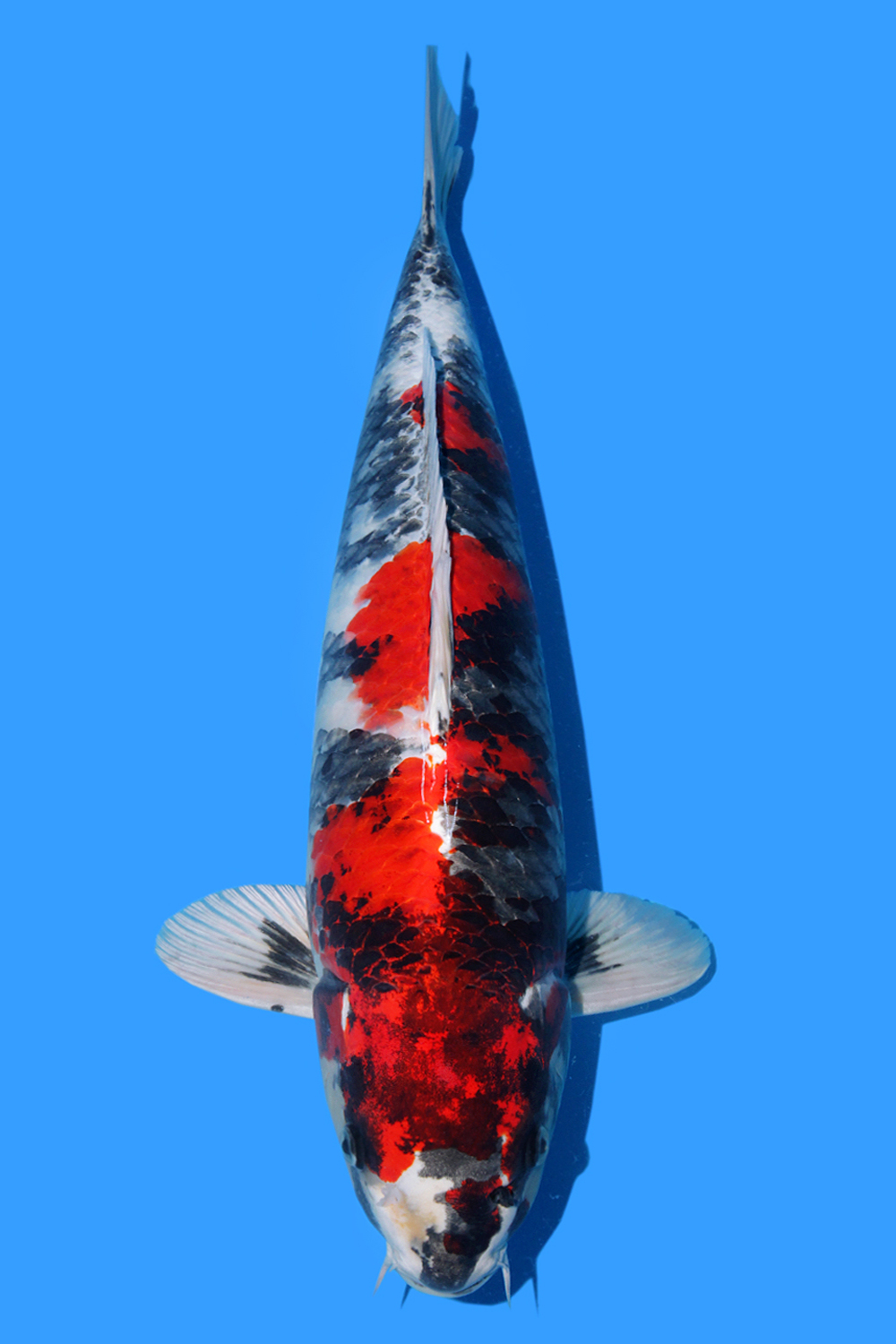Juara 1
