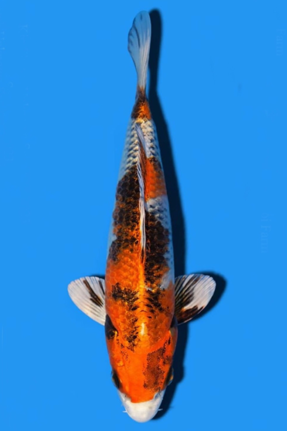 Juara 1