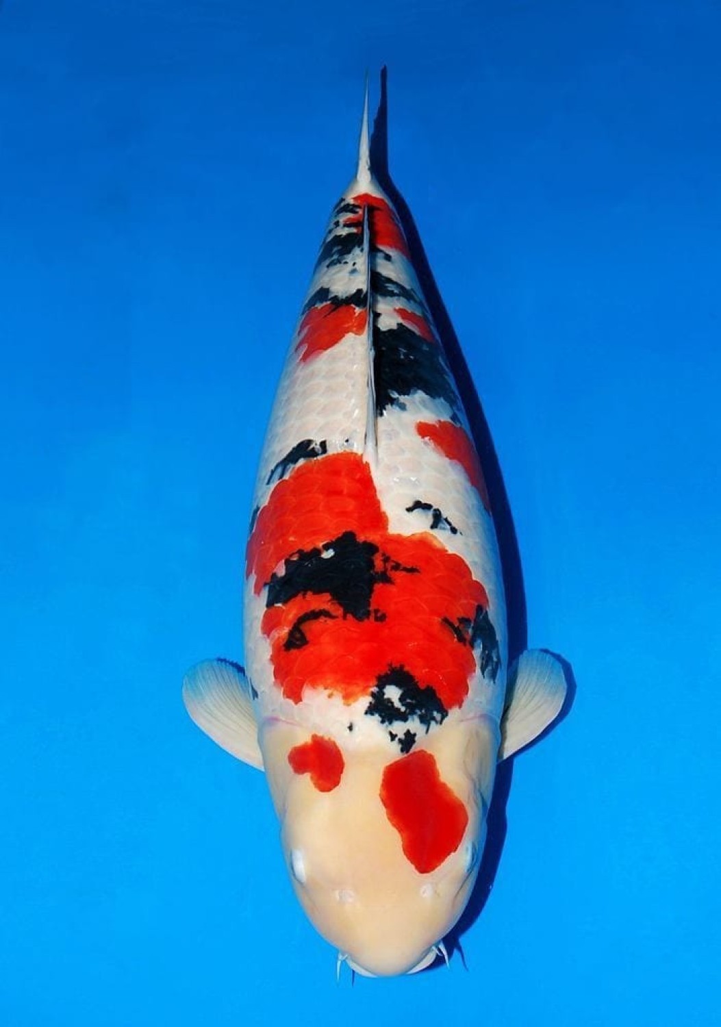 Juara 1
