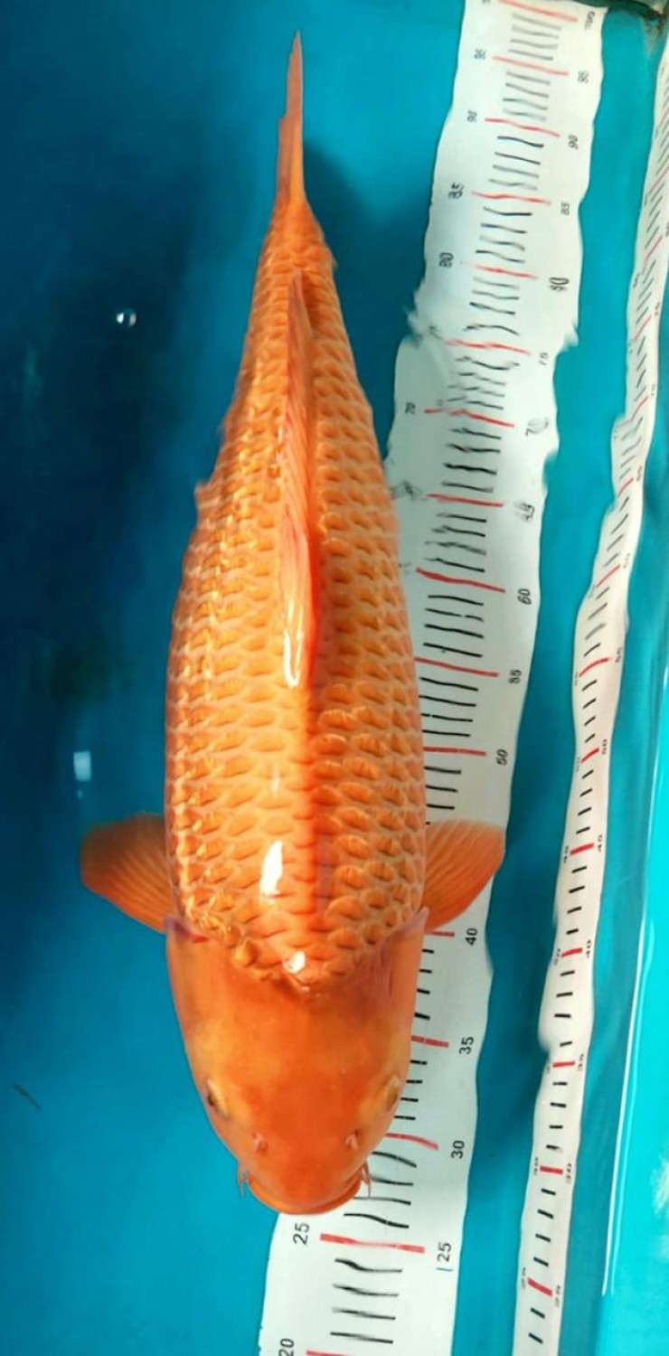 Best In Size E 56 - 60 cm
