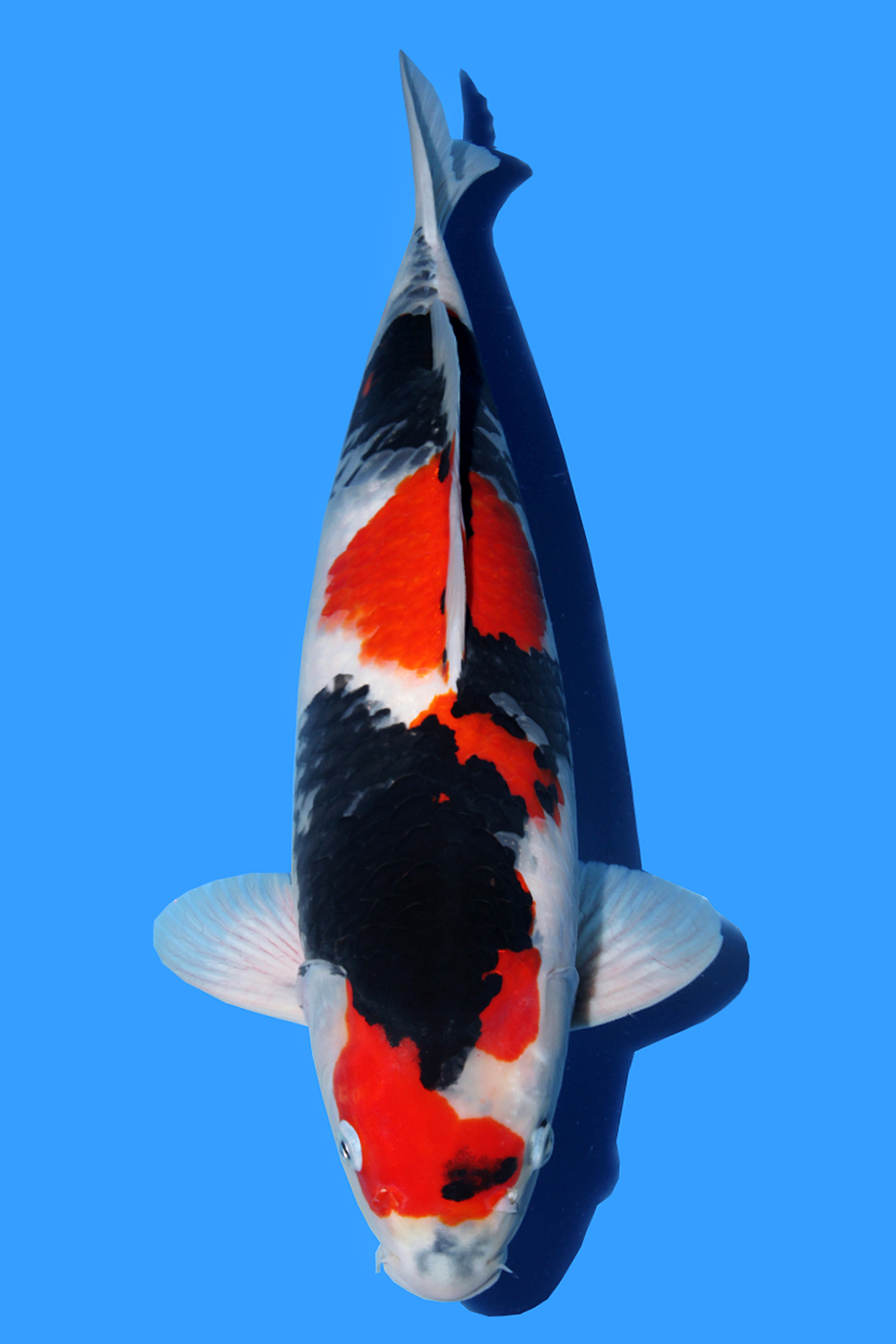 Juara 3