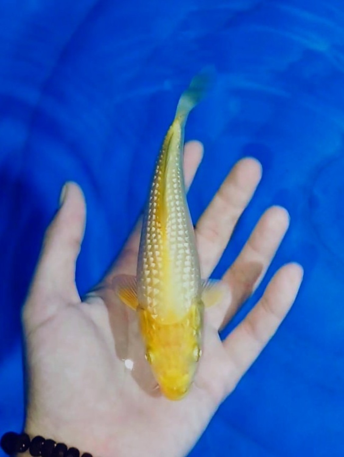 Juara 5