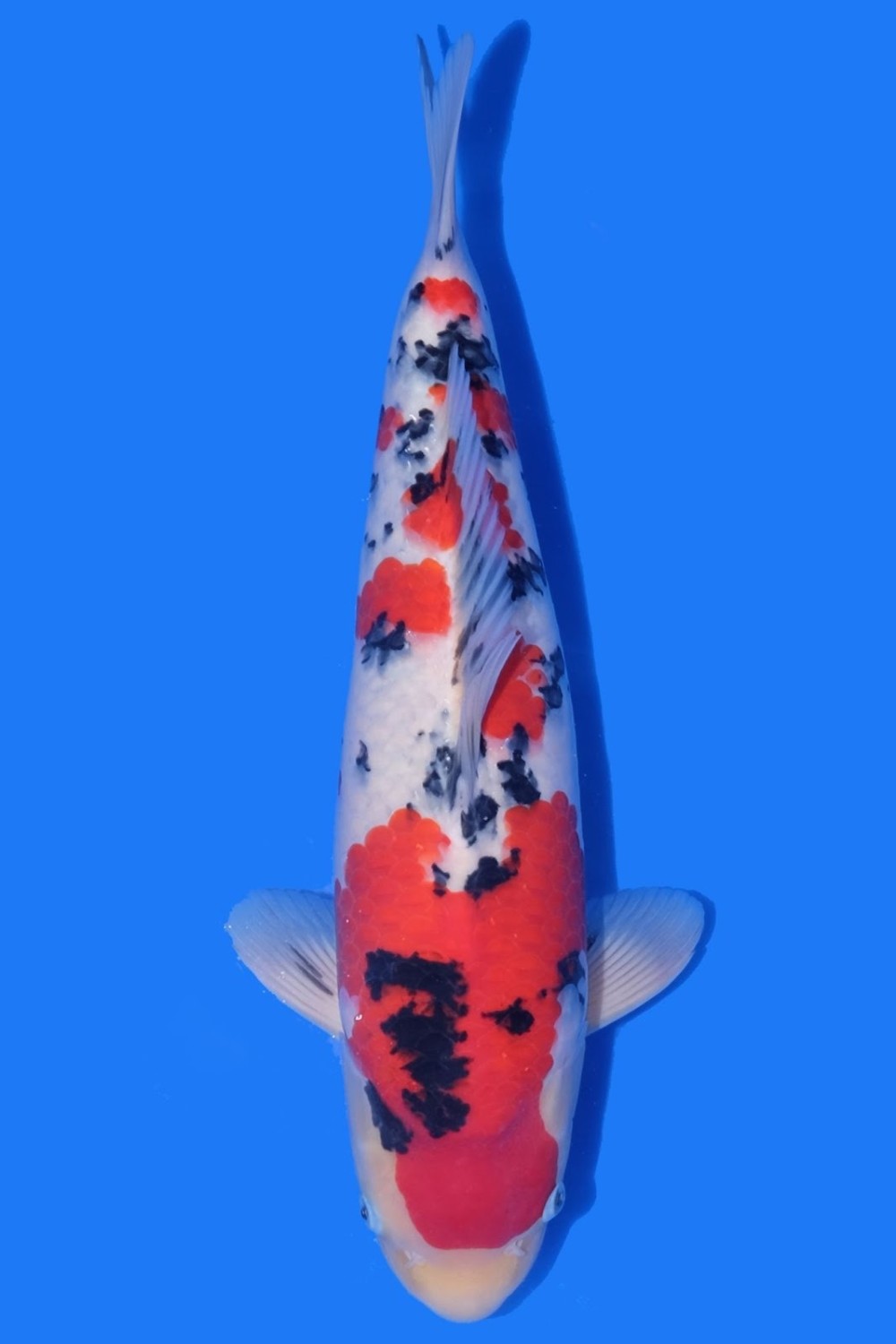 Juara 4