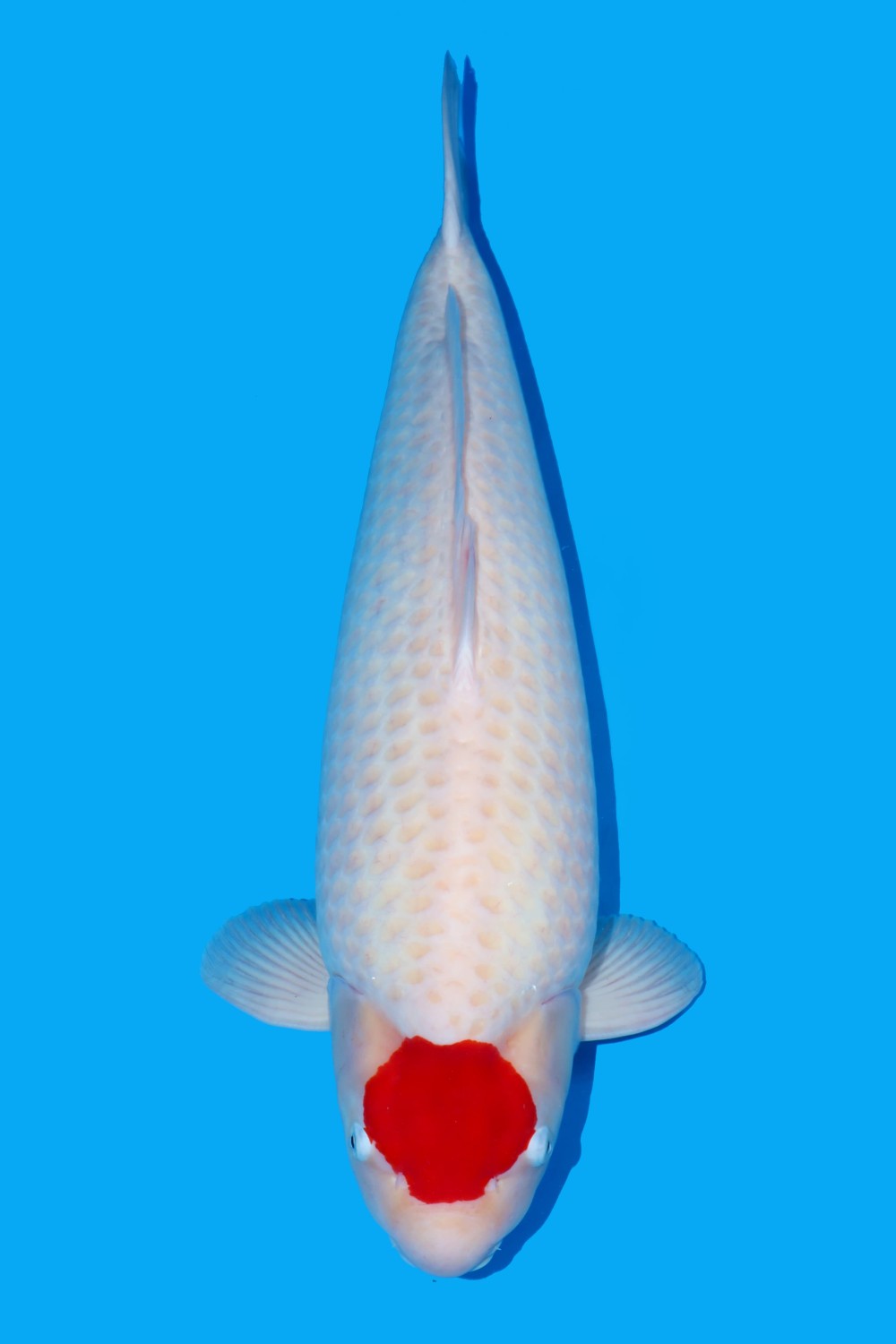 Juara 1