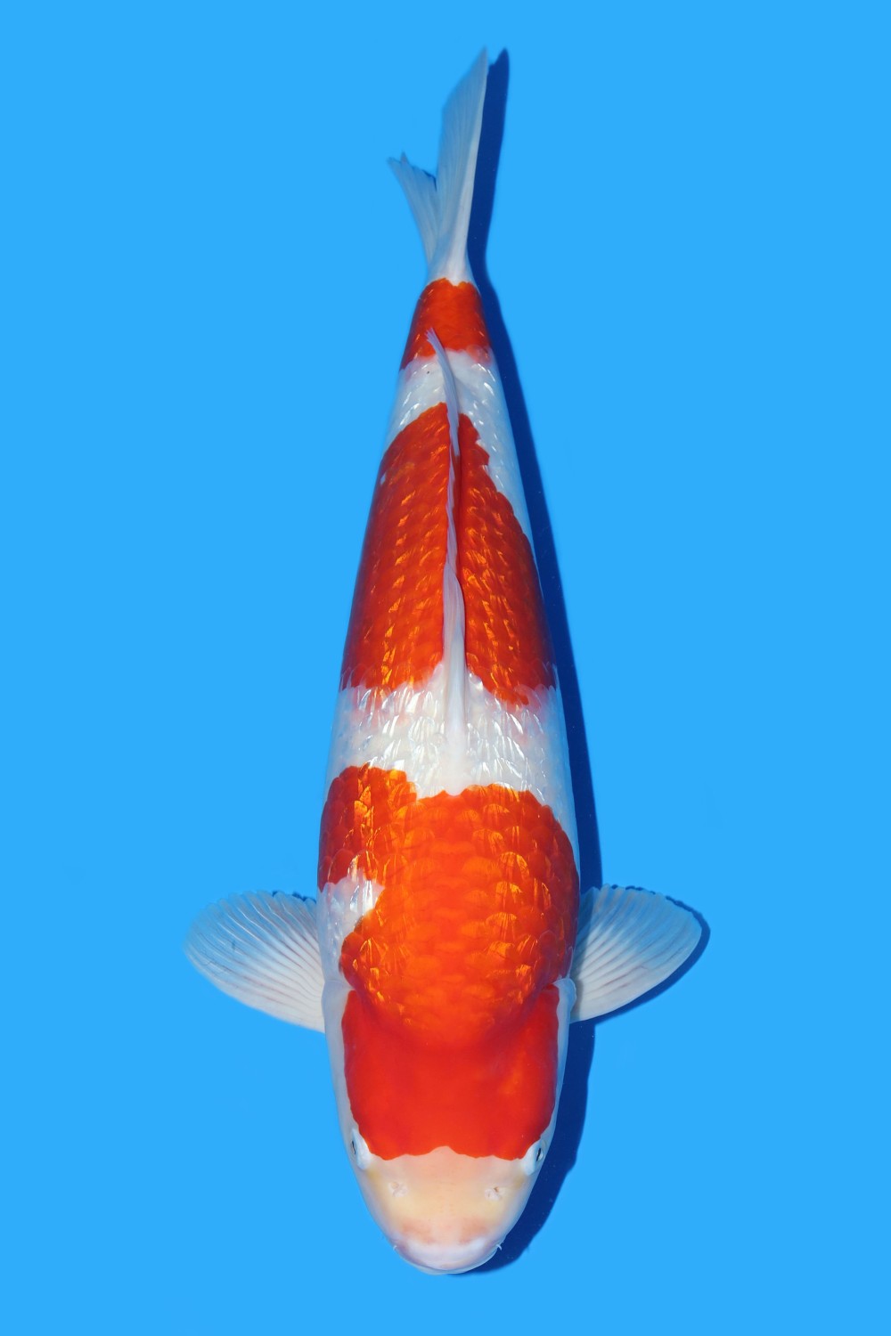 Best In Size B 56 - 60 cm